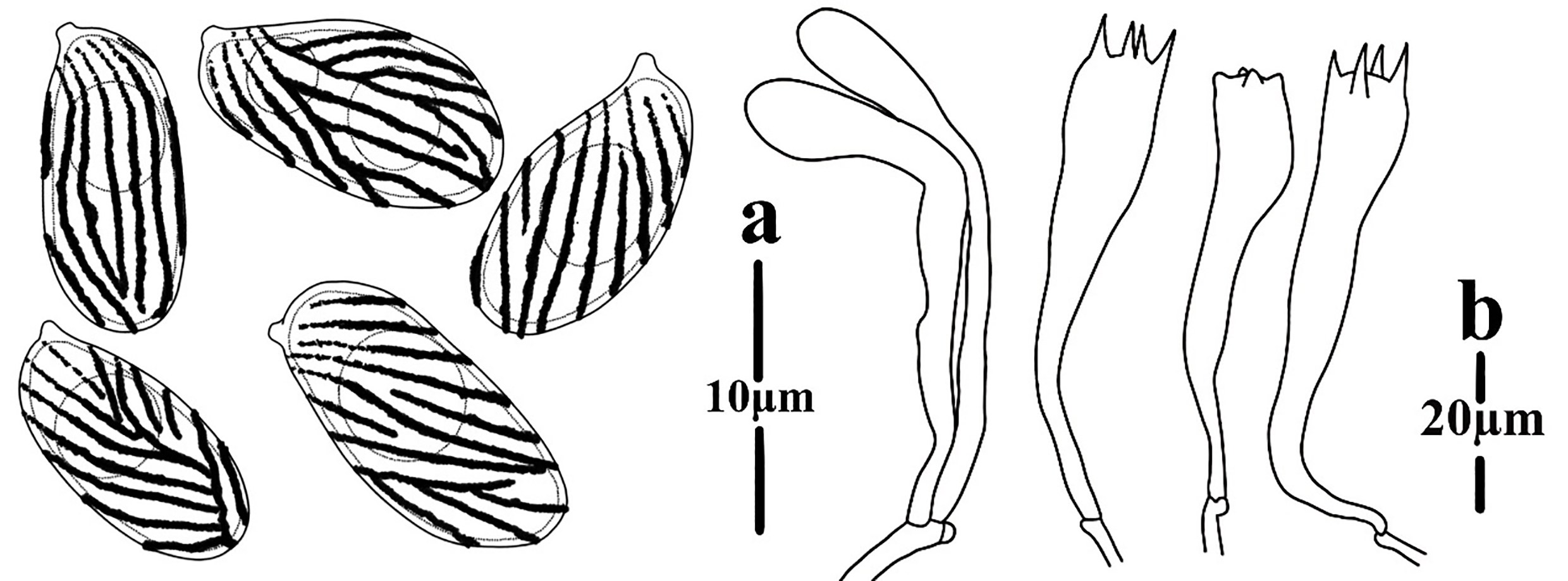 Figure 42